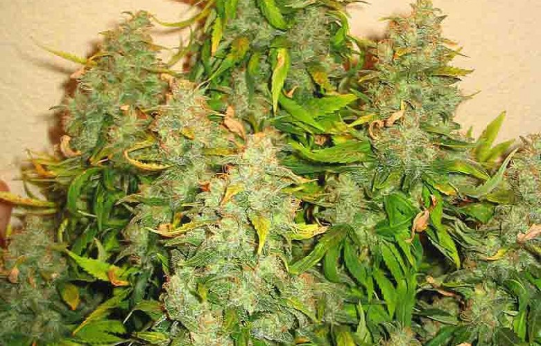 Cannabis Bud HD Weed Wallpaper