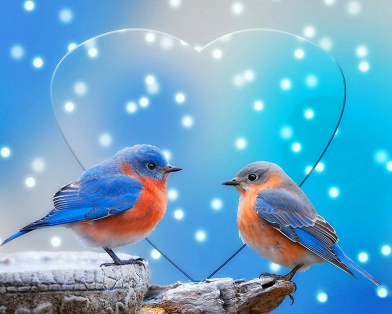 blue snow love birds hart 1280x1024 wallpaper Animals Birds HD