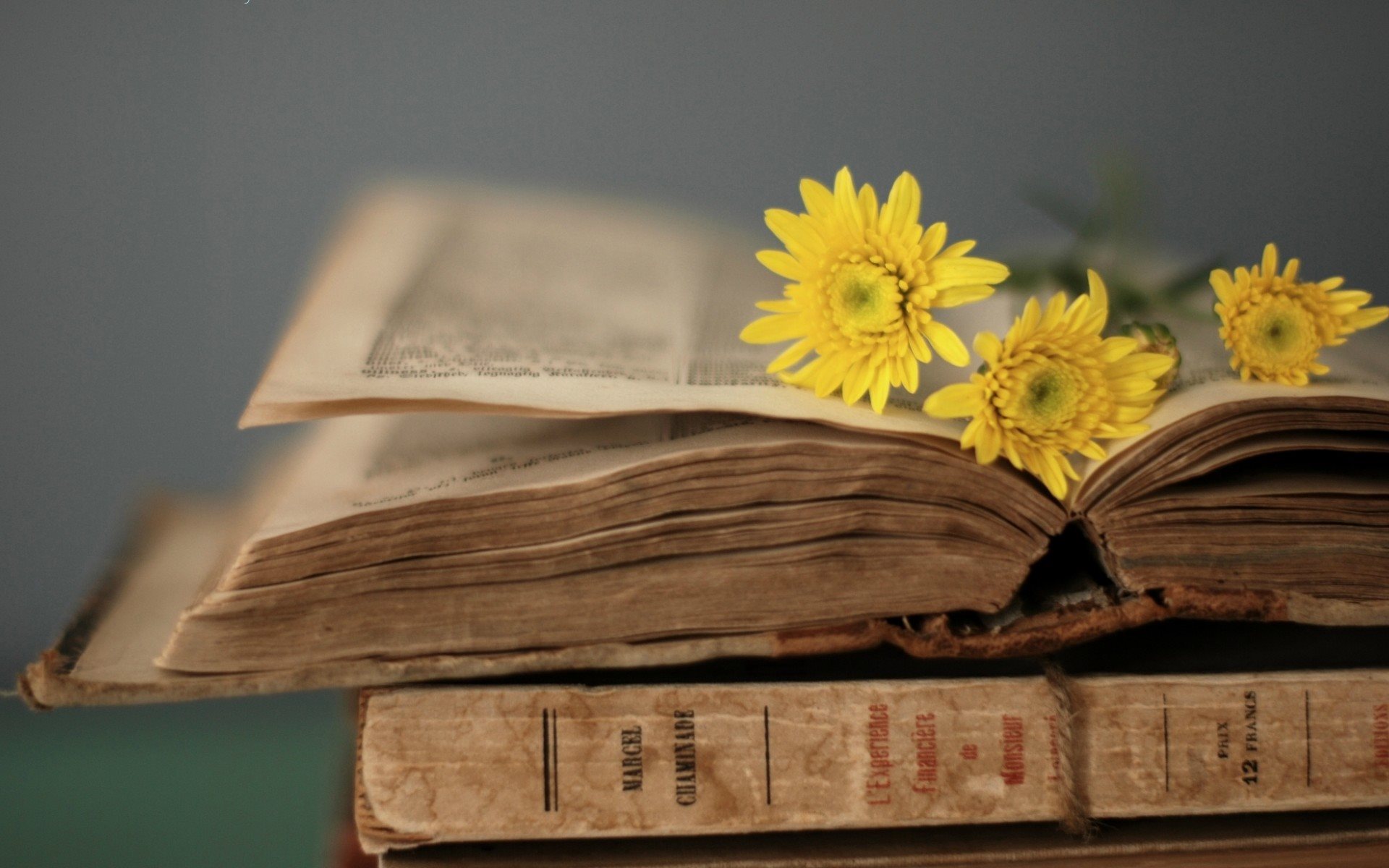 Wallpaper Photographs Other Yellow Flowers On The Old Book