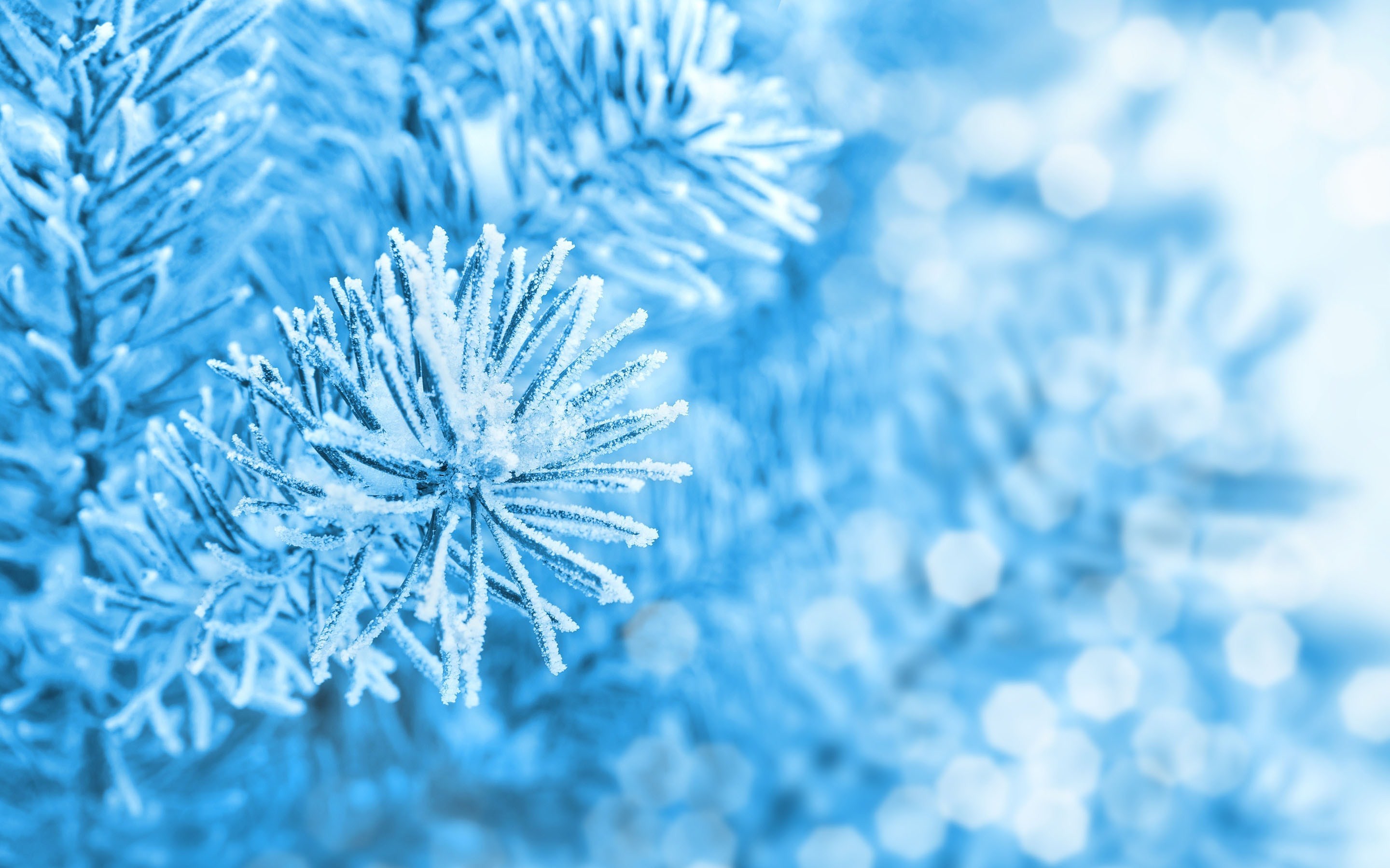 Close-up of frost-covered pine needles on a winter day