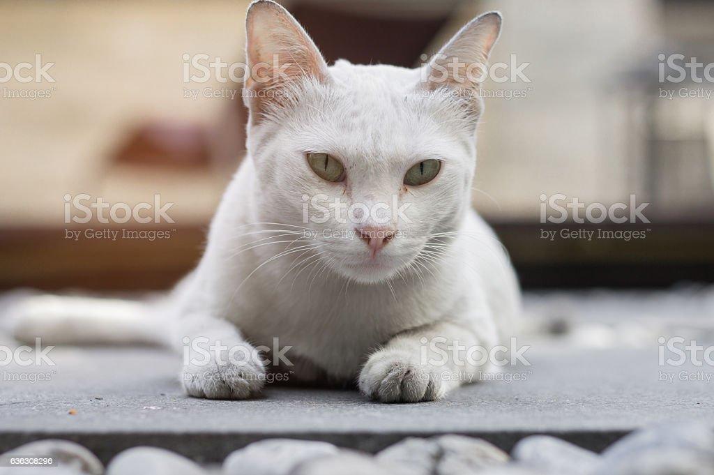 White Cat Straight Face Stock Photo   Download Image Now   Animal