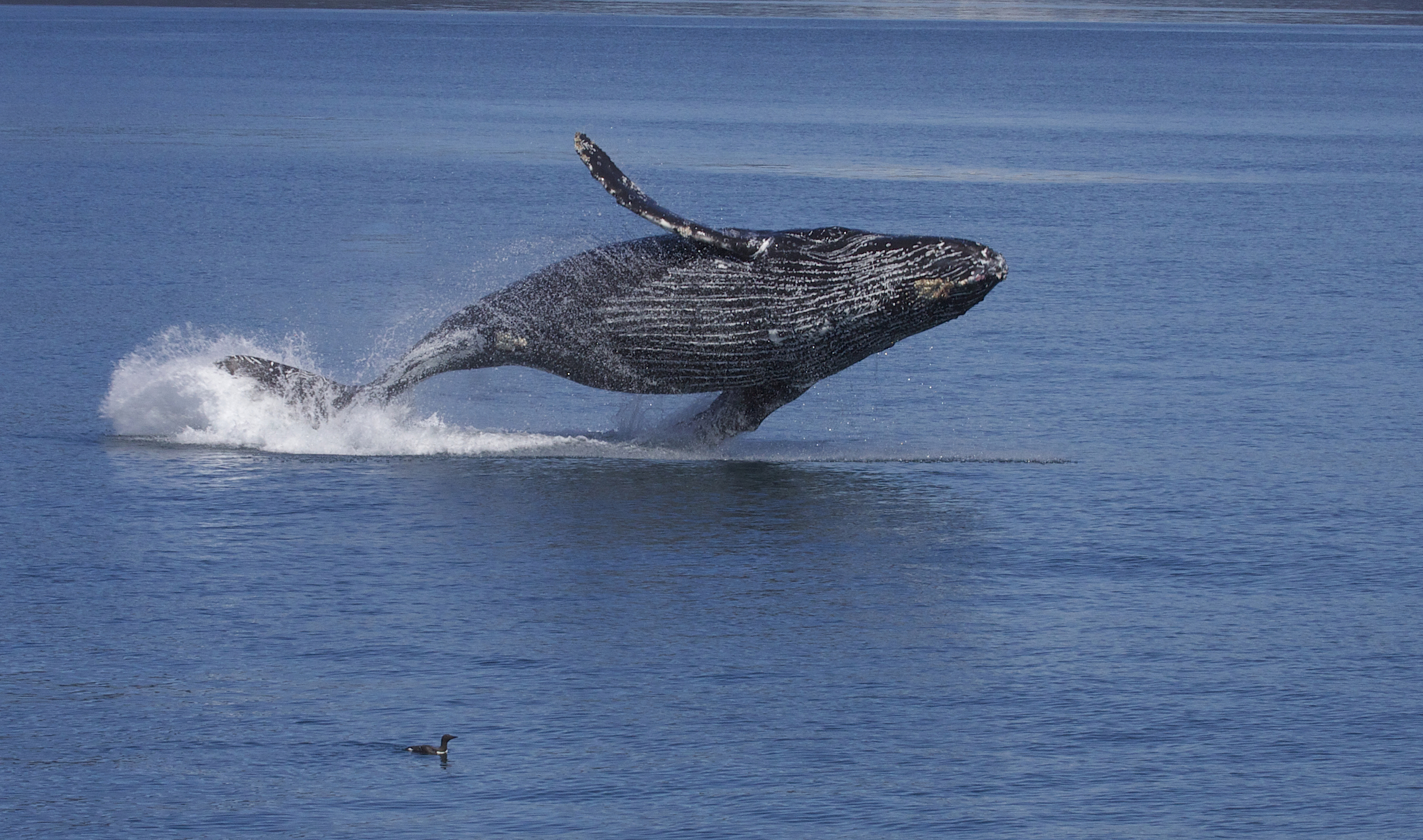 Humpback Whales HD Wallpaper Animals