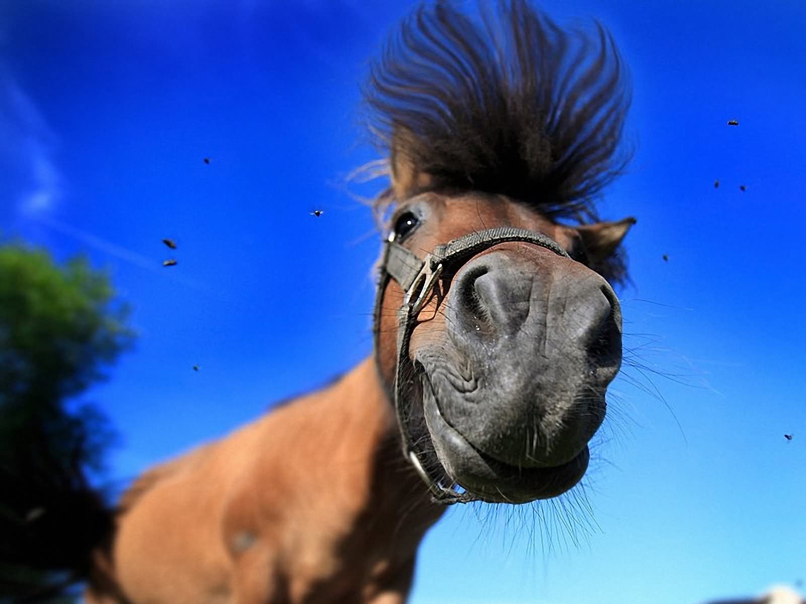 Horse Face Wallpaper