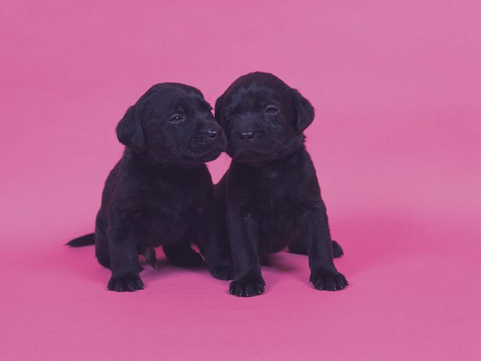 Puppies Two Black Labrador Cute Puppy