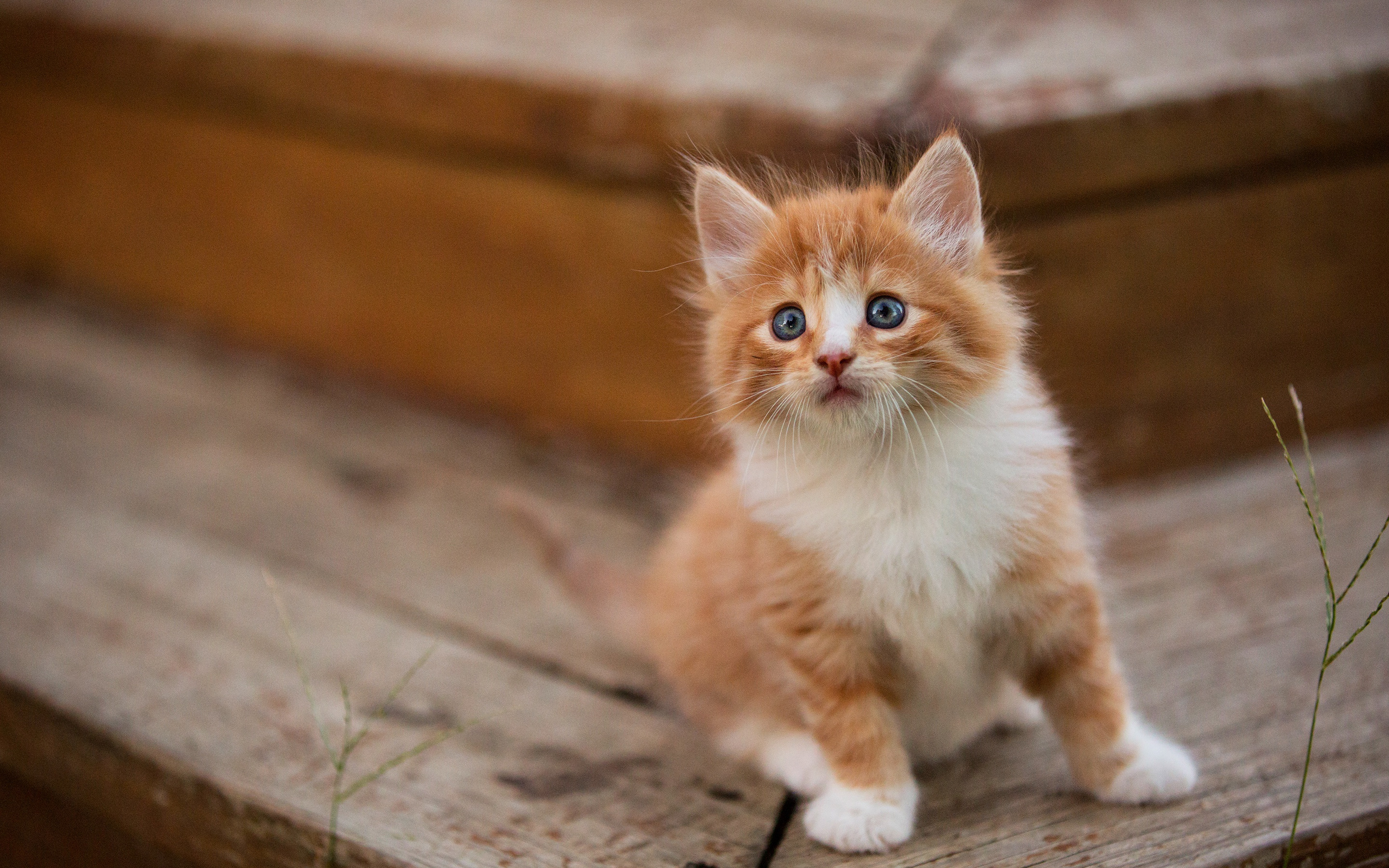 An adorable orange and white kitten with bright blue eyes sits on a wooden surface, looking curiously at the camera