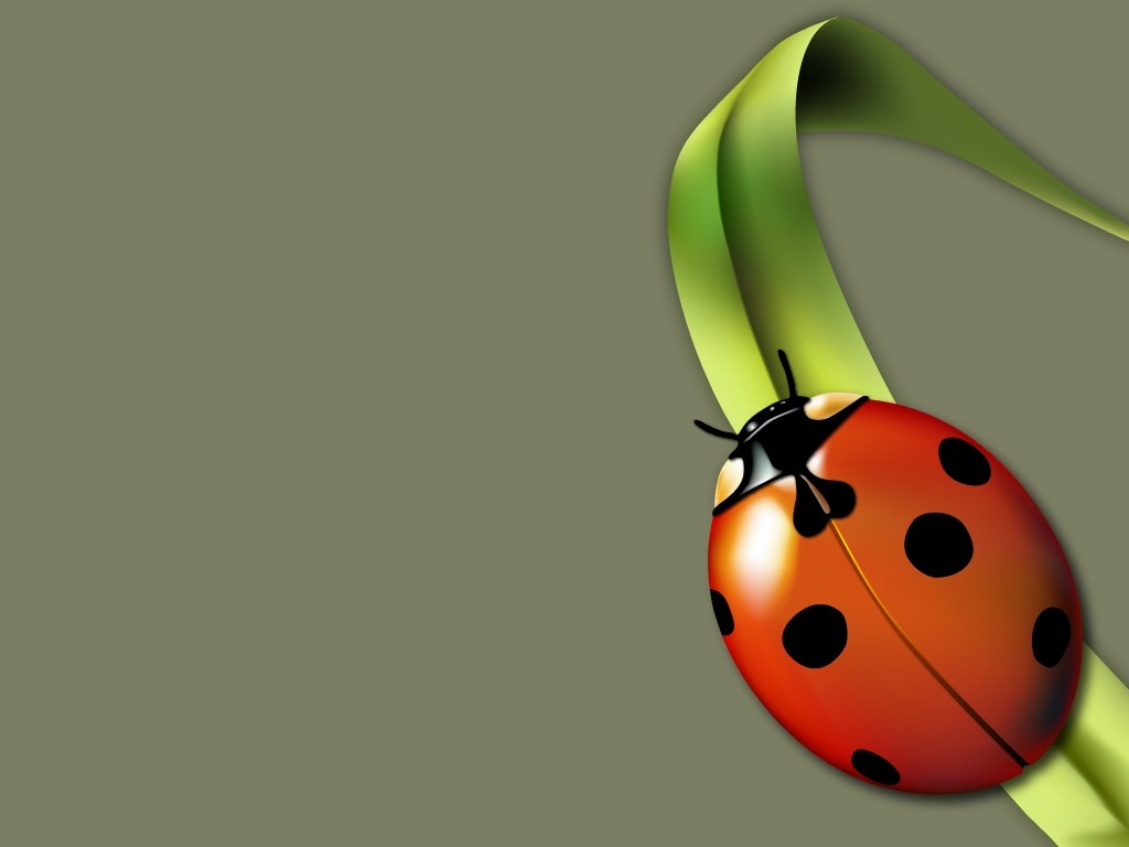 Lady Bug Wallpapers Animal Literature