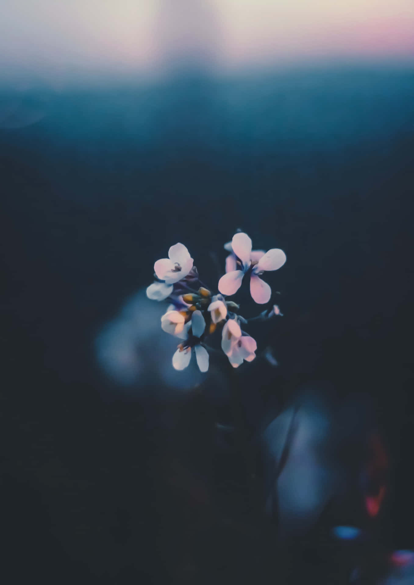 Moody Nostalgic Flower Phone Eiptt07wmfj56pyw Wallpaper