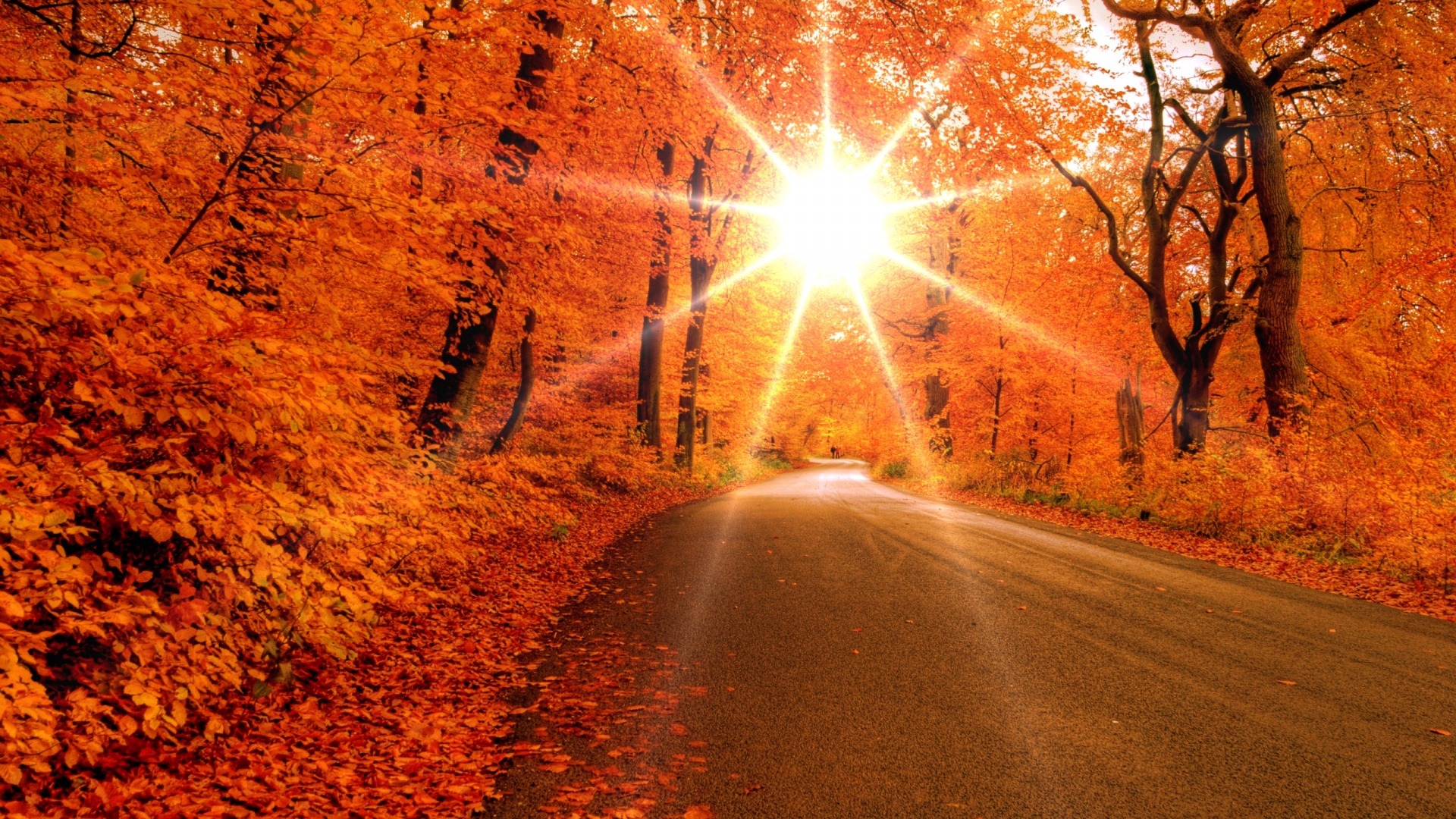 Fall Leaves Hd Wallpaper