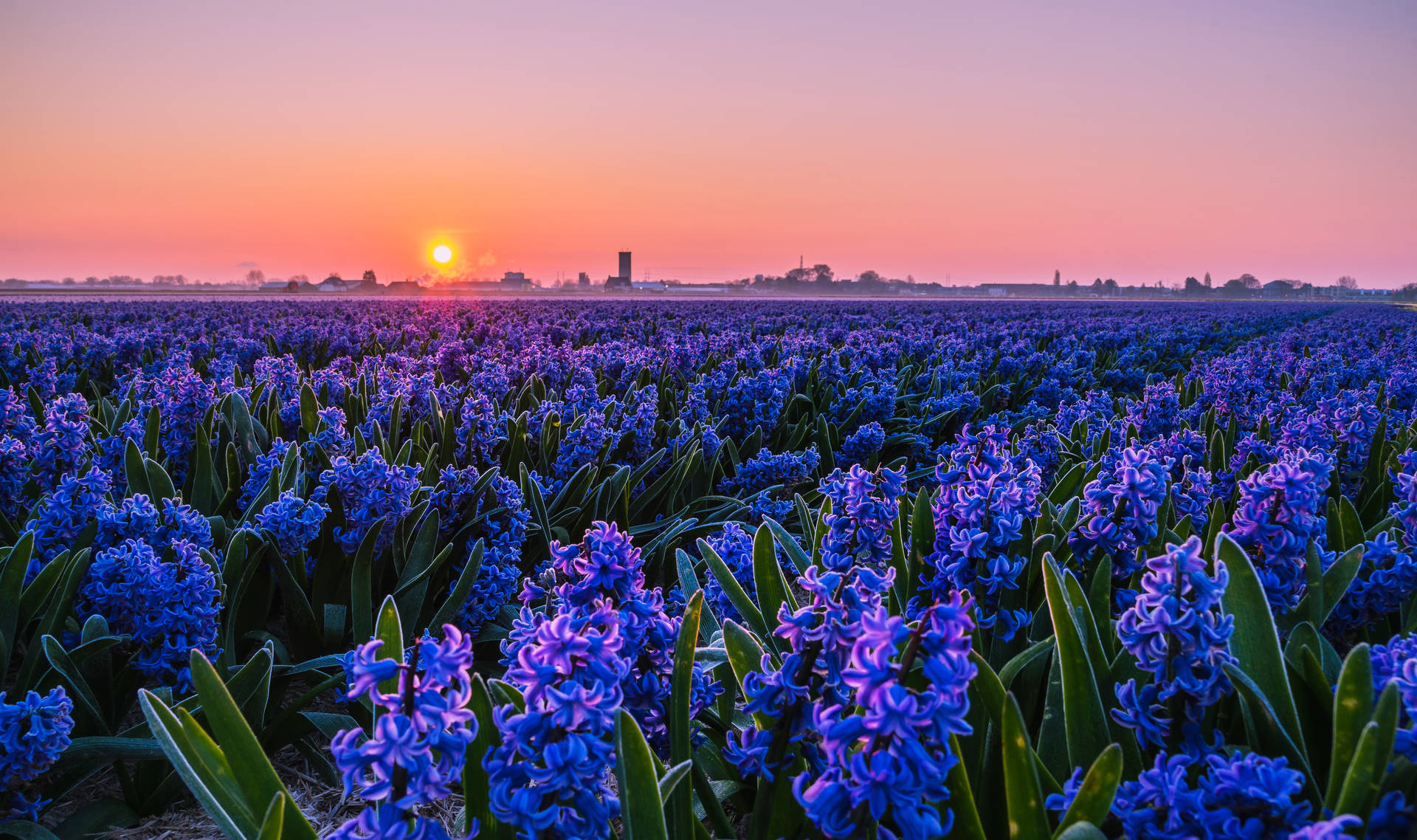 Top Hyacinth Wallpaper Full HD 4k To Use