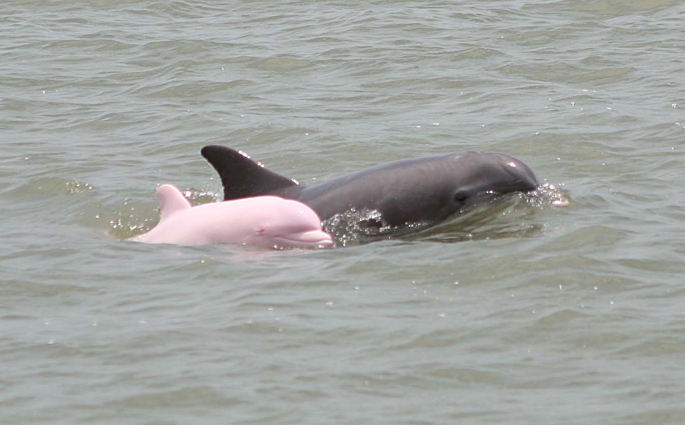 Pink Dolphin Wallpaper 9453 Hd Wallpapers in Animals   Imagescicom