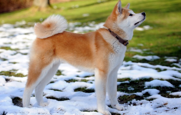 Puppy Friend Akita Inu Dog Collar Spring Snow Wallpaper