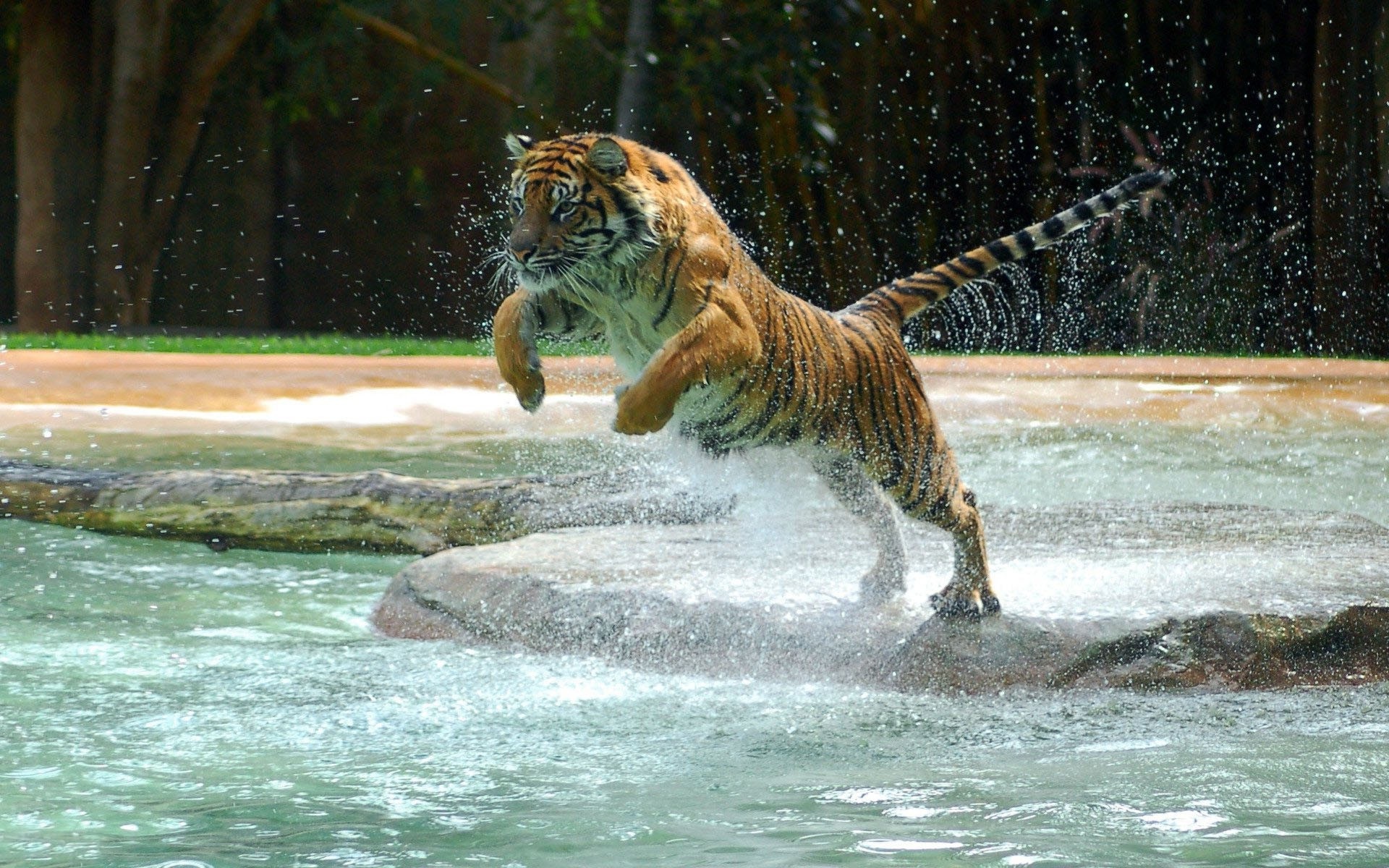 Tiger Jump In River Water HD Wallpaper Res