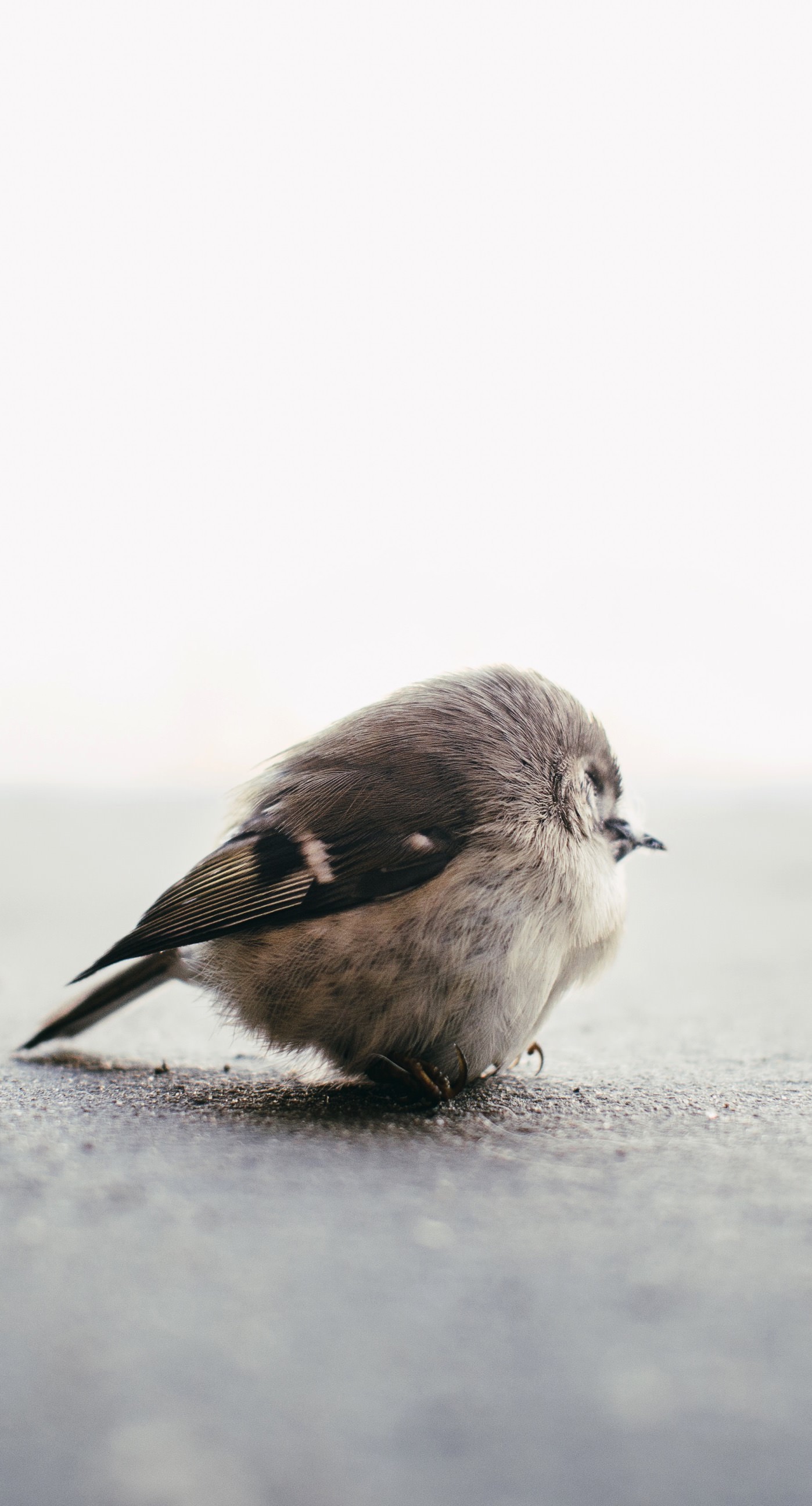 Animals Birds Wallpaper