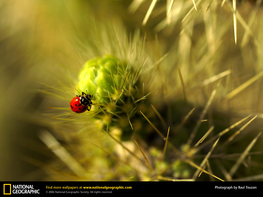Wallpaper Animals National Geographic