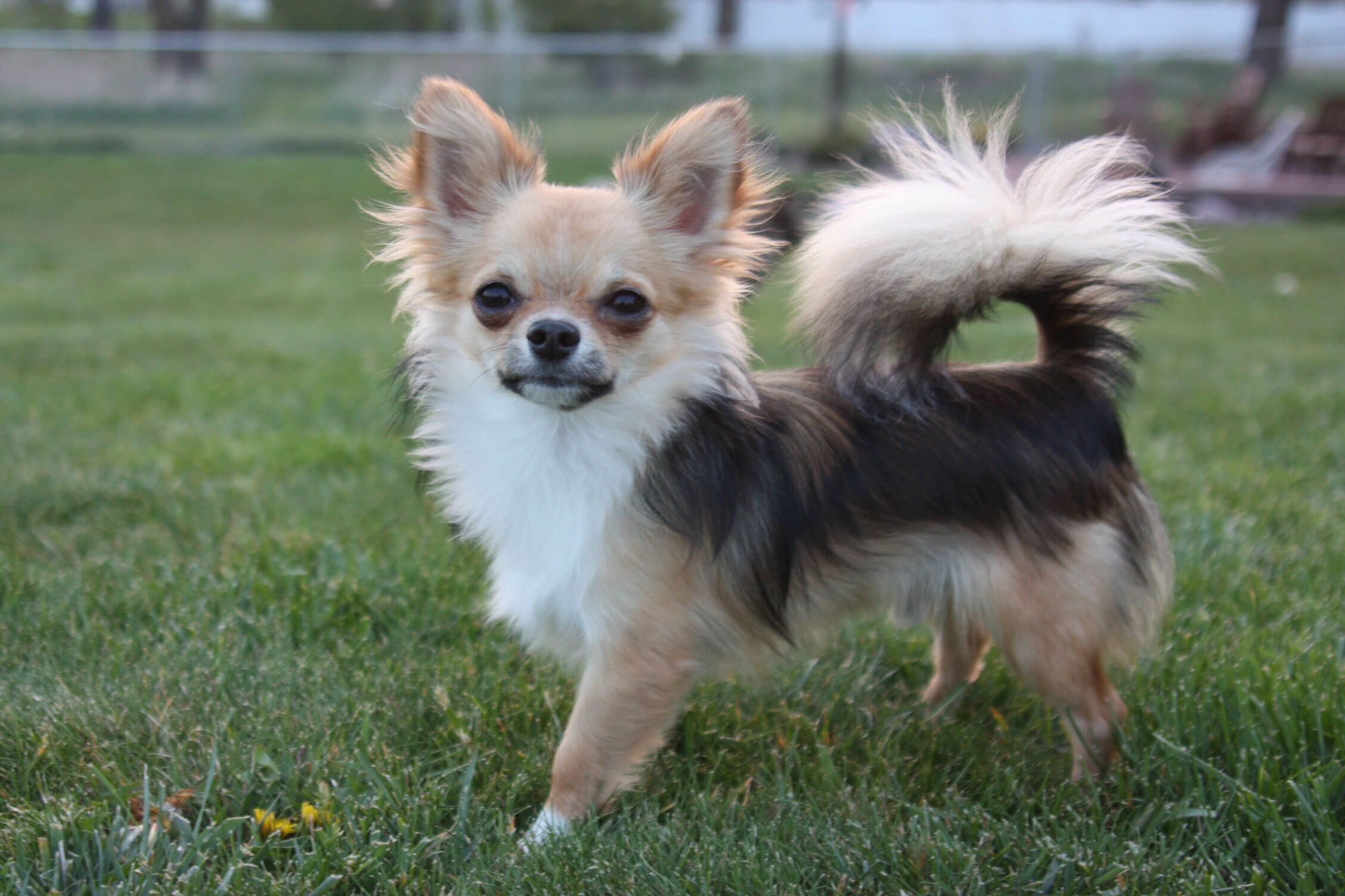 Cute Chihuahua Wallpaper