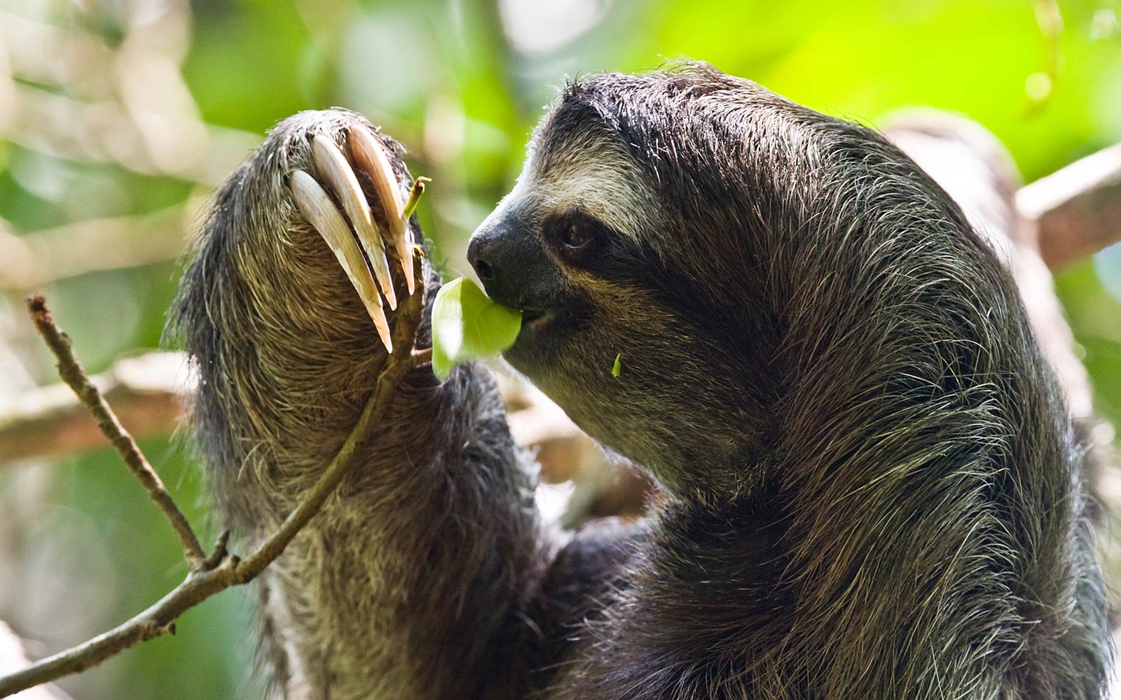 Sloth Desktop Wallpaper Animal Pictures Cool