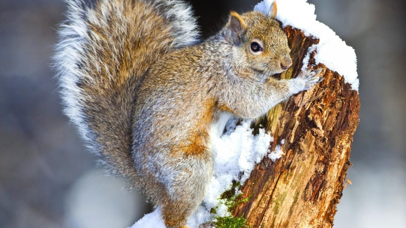 Squirrel Animals Snow Tree