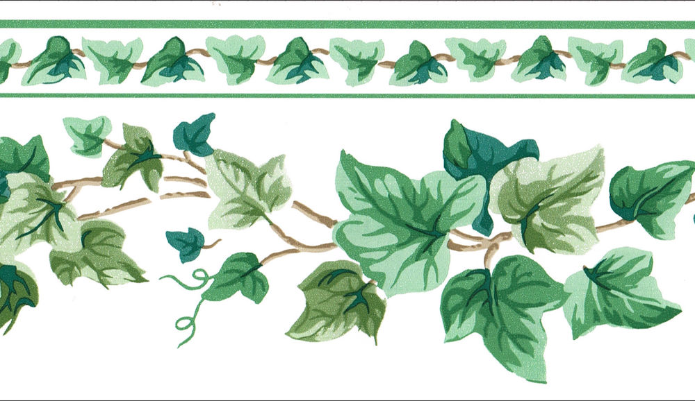 Green Ivy Leaf Leaves Vine Country White Background Wall Paper Border