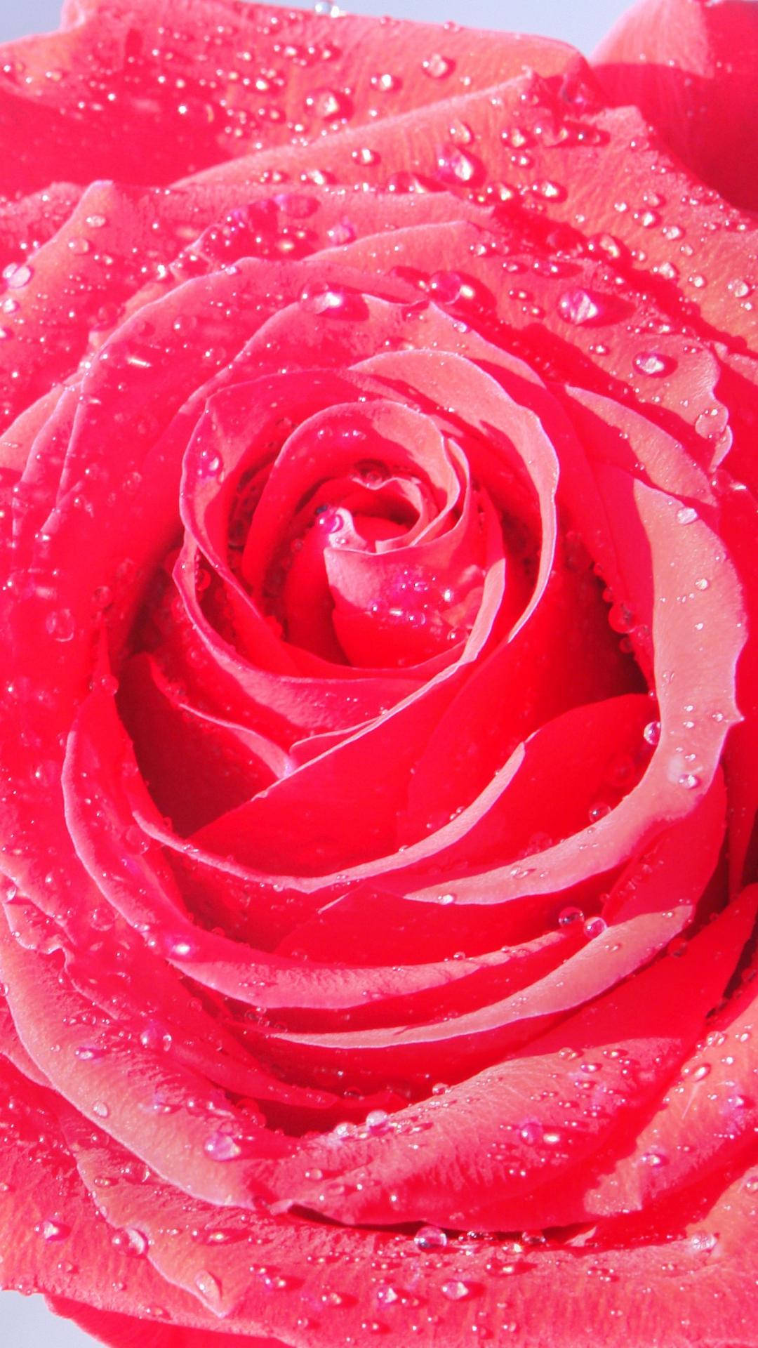 Pink Rose iPhone Wallpaper