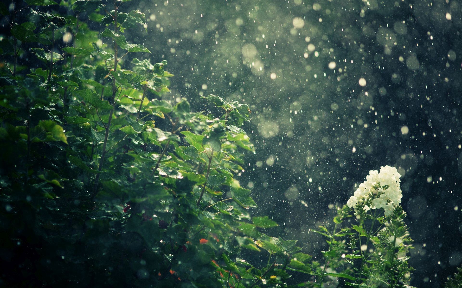 Raining Wallpaper