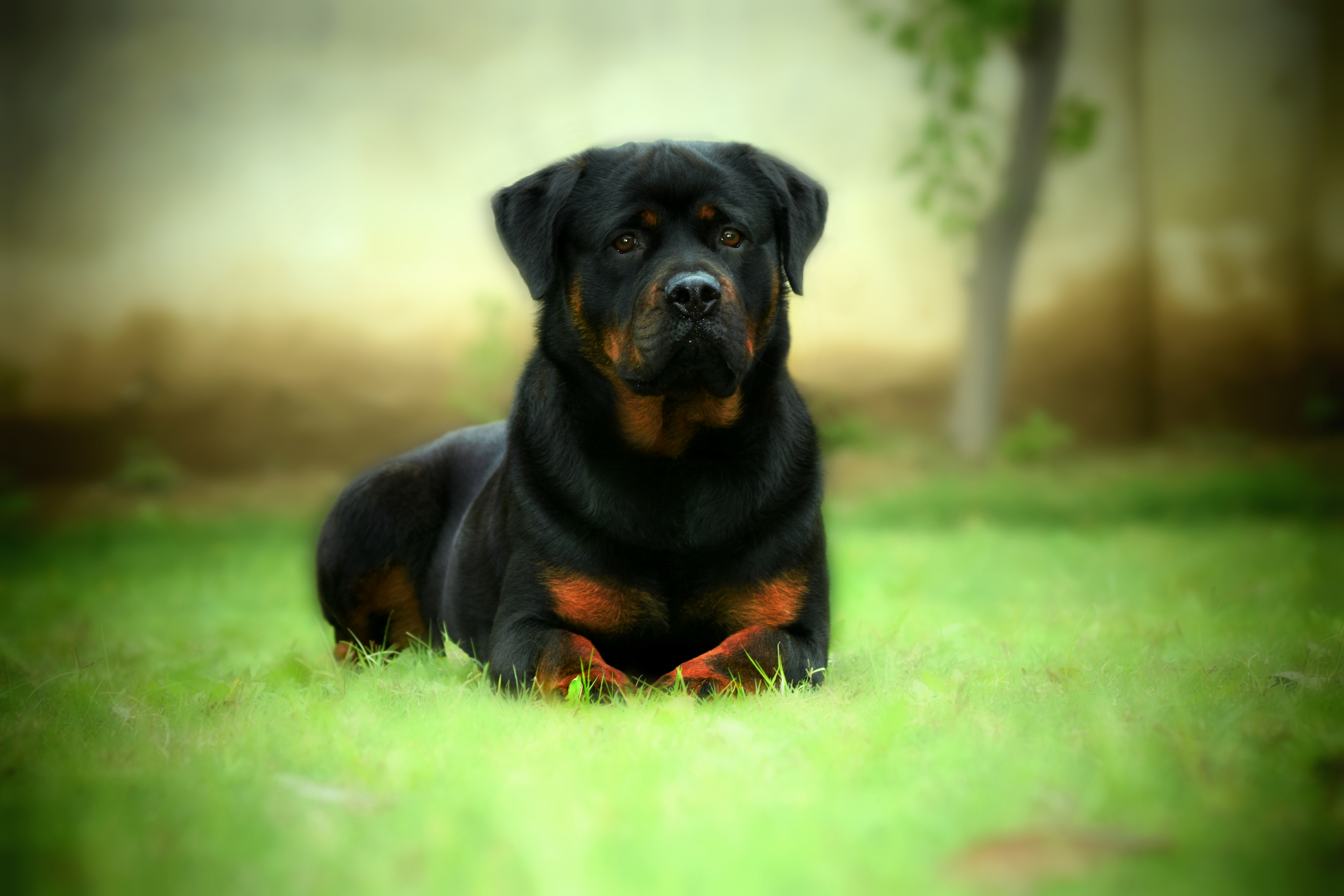 Best Rottweiler Wallpaper Dangerous
