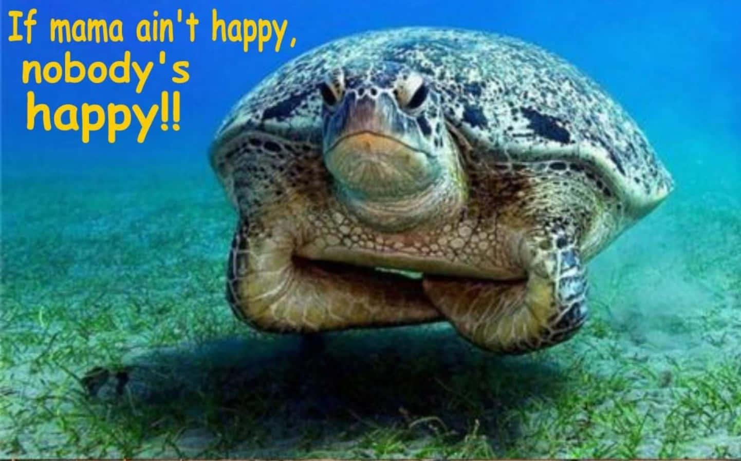 Funny Turtle Pictures Wallpaper