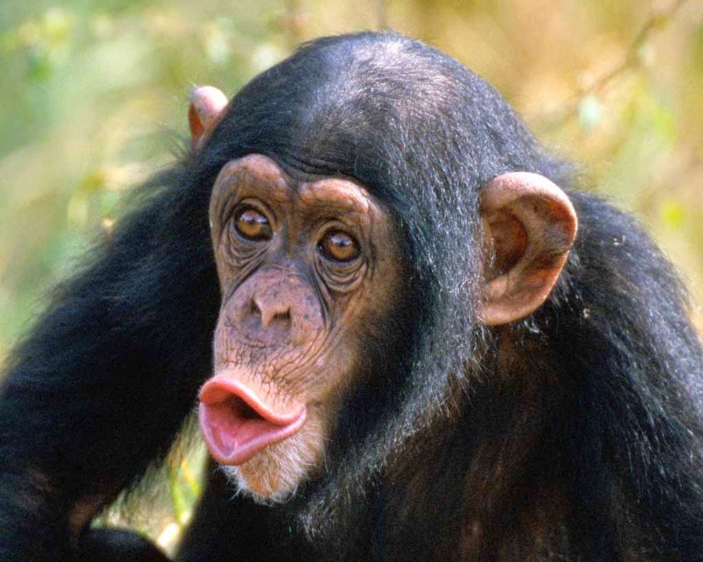 Animals World Wallpaper Of Animal Chimpanzee Face Gallery