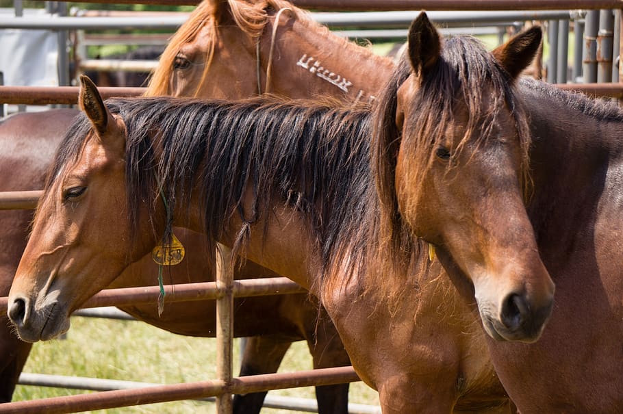 HD Wallpaper Horses Wild Feral Roundup Adoption Corral