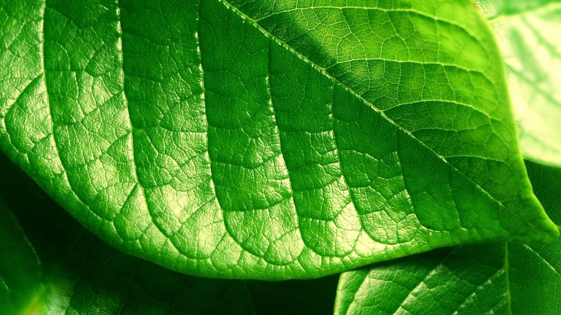 Green Leaves Wallpaper