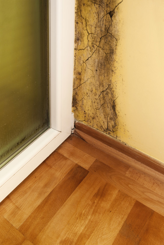 Why Should I Be Concerned About Mold Problems In My Home
