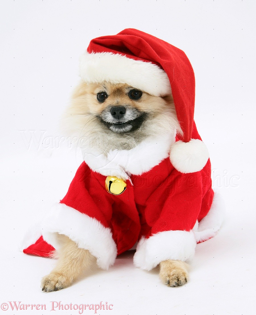 Wp18884 Pomeranian Dog Rikki Wearing Father Christmas Costume Pictures