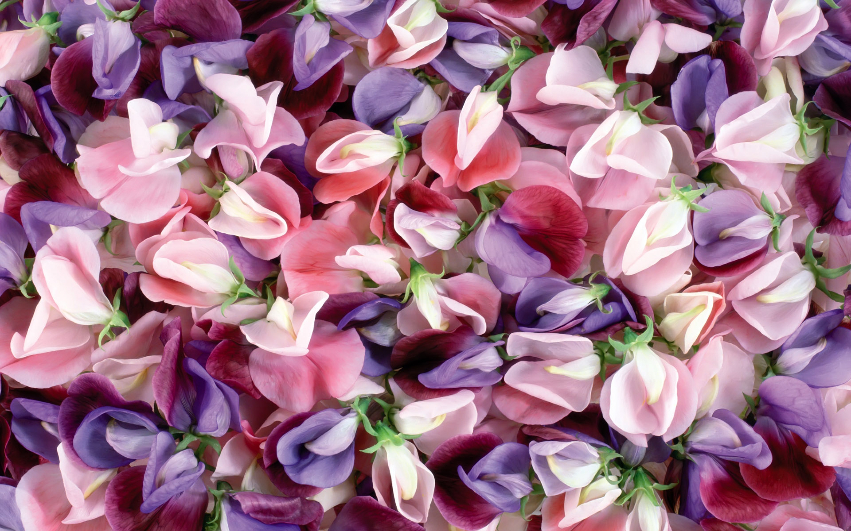 Purple And Pink Flowers Wallpaper Background