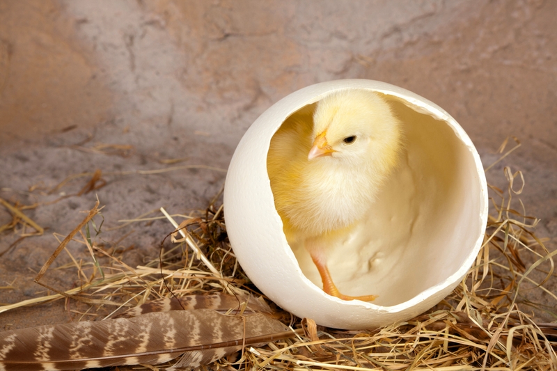 Feathers Chickens Chicks Baby Birds Wallpaper