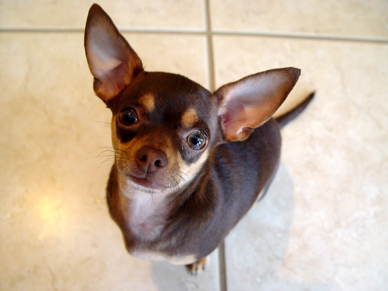 Chihuahua Chihuahuas Wallpaper