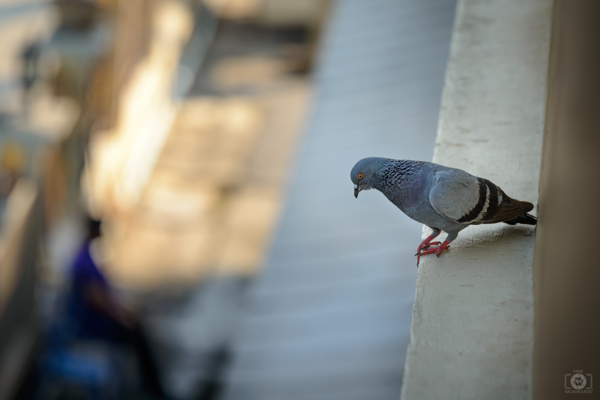 Perched Pigeon On The Windowsill Background High Quality