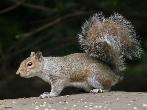 Free Squirrel Side View Screensaver Screensavers   Download Squirrel 500x375
