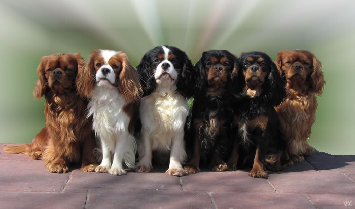 Border Collie Pets Dog Puppy Puppies Scotch Wallpaper
