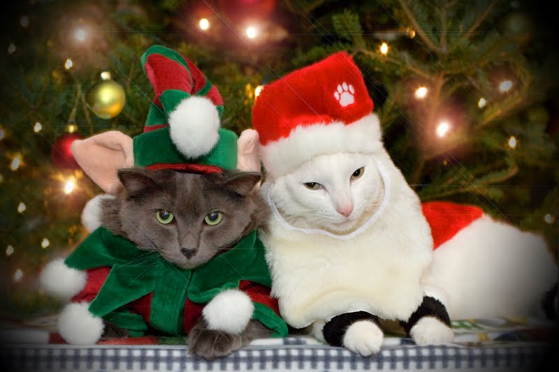 Cat Christmas Eve Celebration 4K Ultra HD Mobile Wallpaper