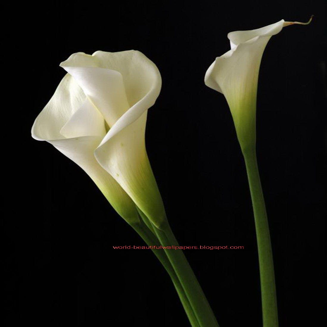 21 Calla Lily iPhone Wallpapers - Wallpaperboat