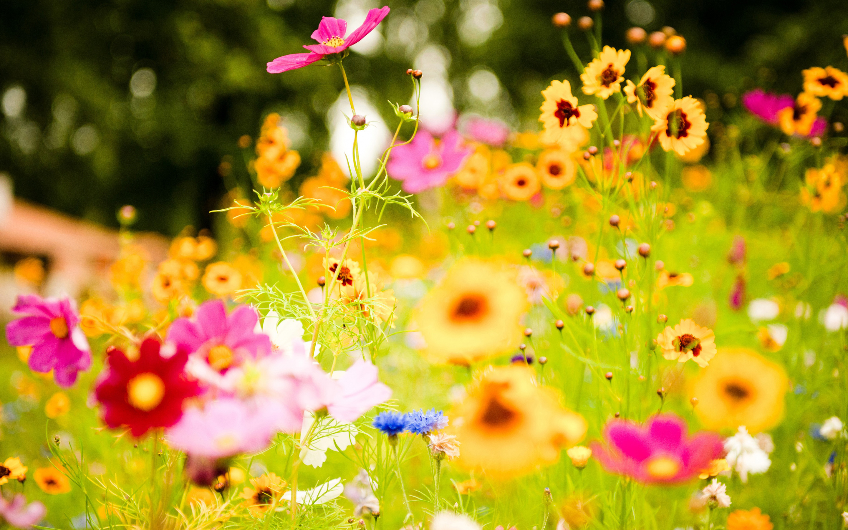 Description Colorful Flowers Wallpaper Background In