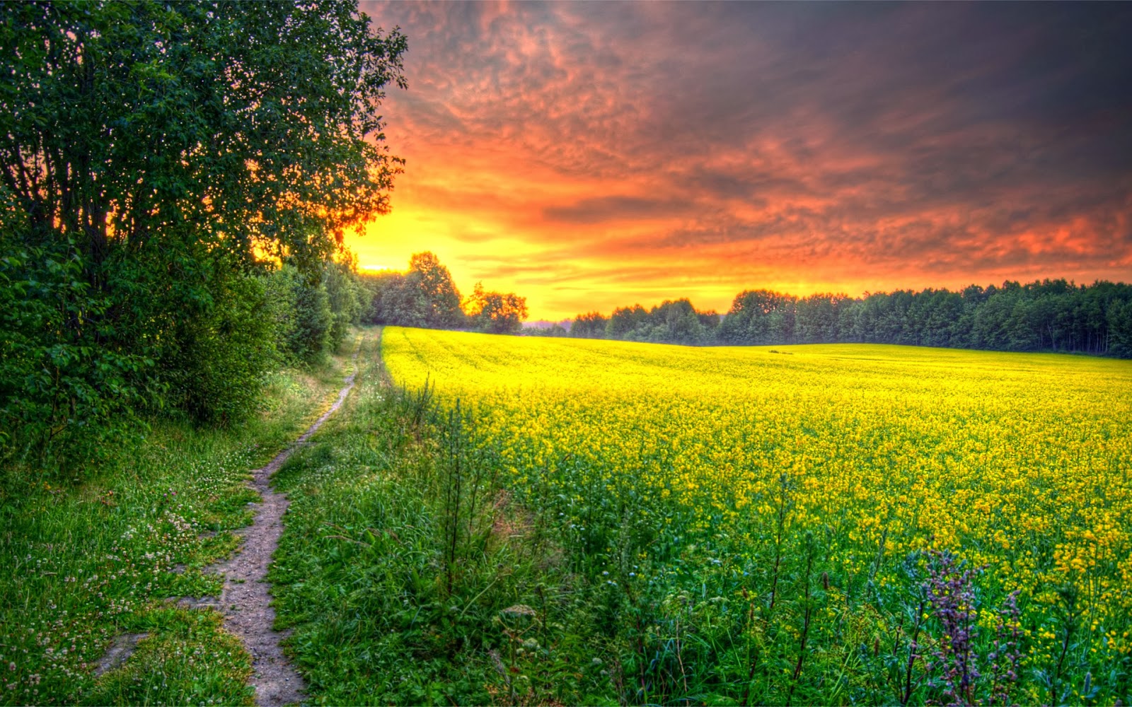 Beautiful Field Wallpaper