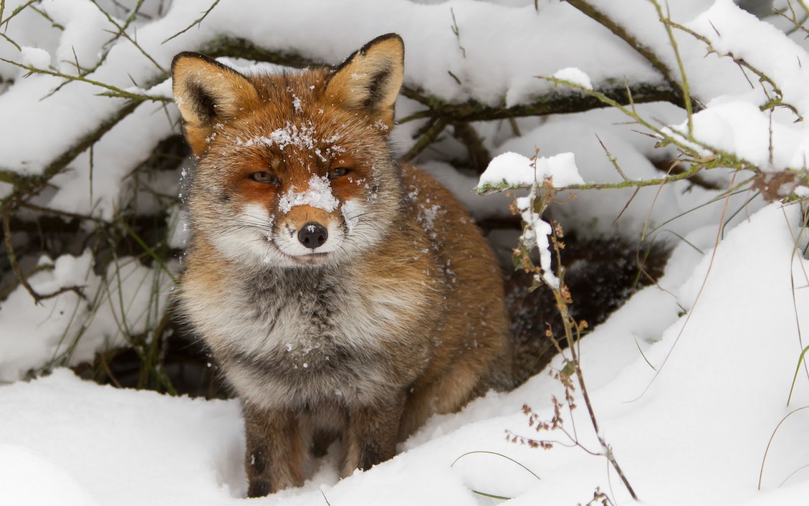 Winter wallpaper with a red fox near his hole HD animals wallpapers