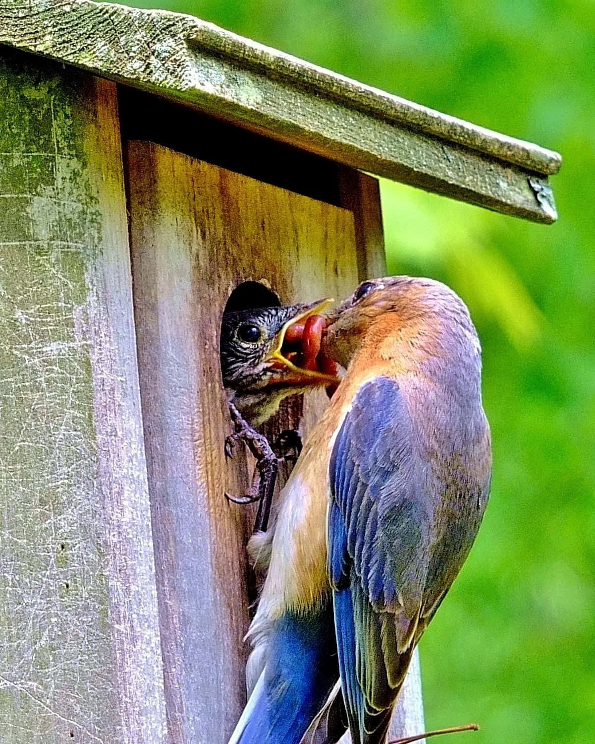 Mother Bird Picture Wallpaper
