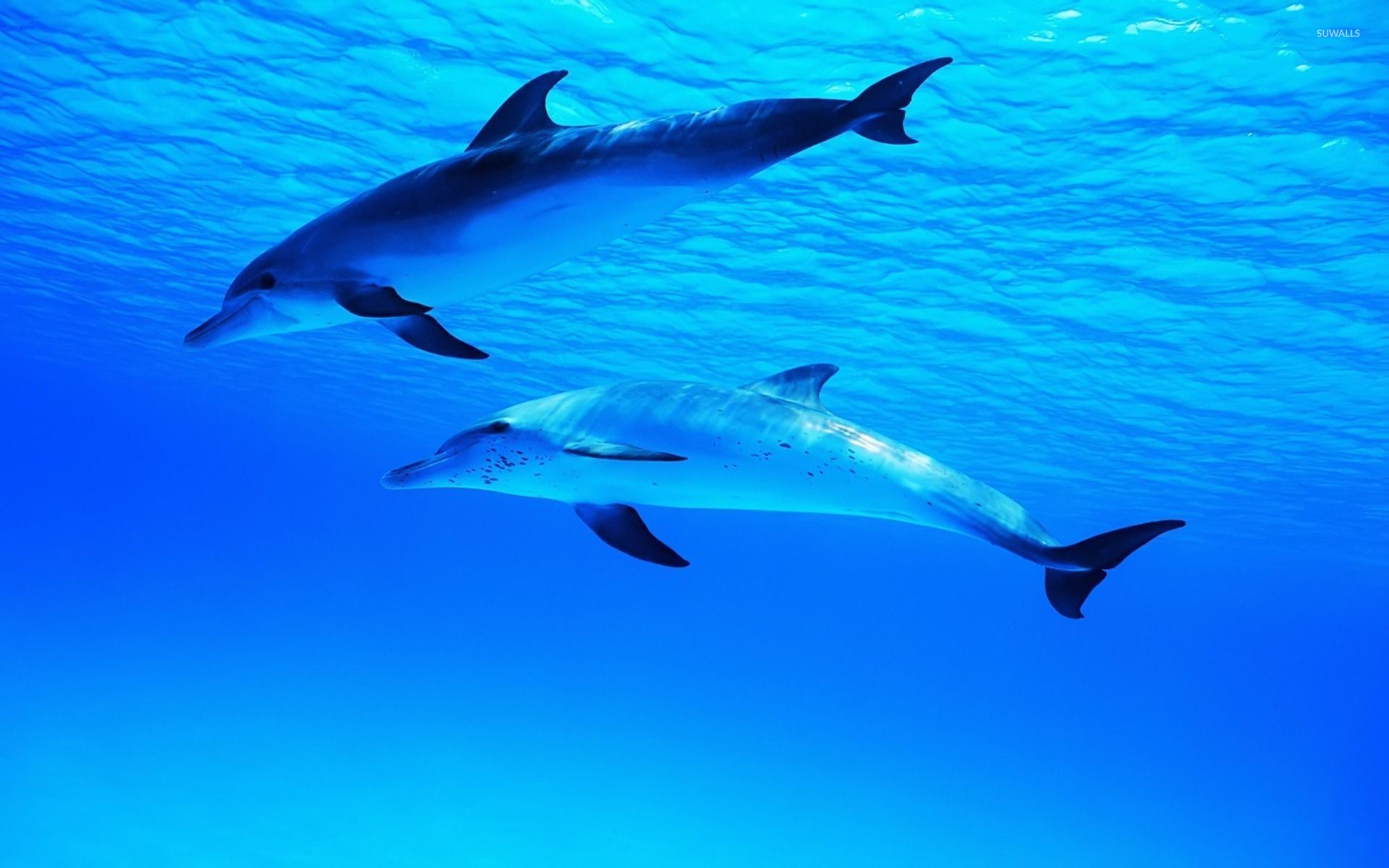 Dolphins under water wallpaper   Animal wallpapers   49218