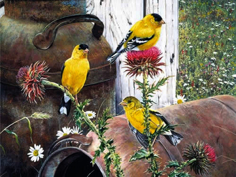 Goldfinches on Thistle wallpaper   ForWallpapercom