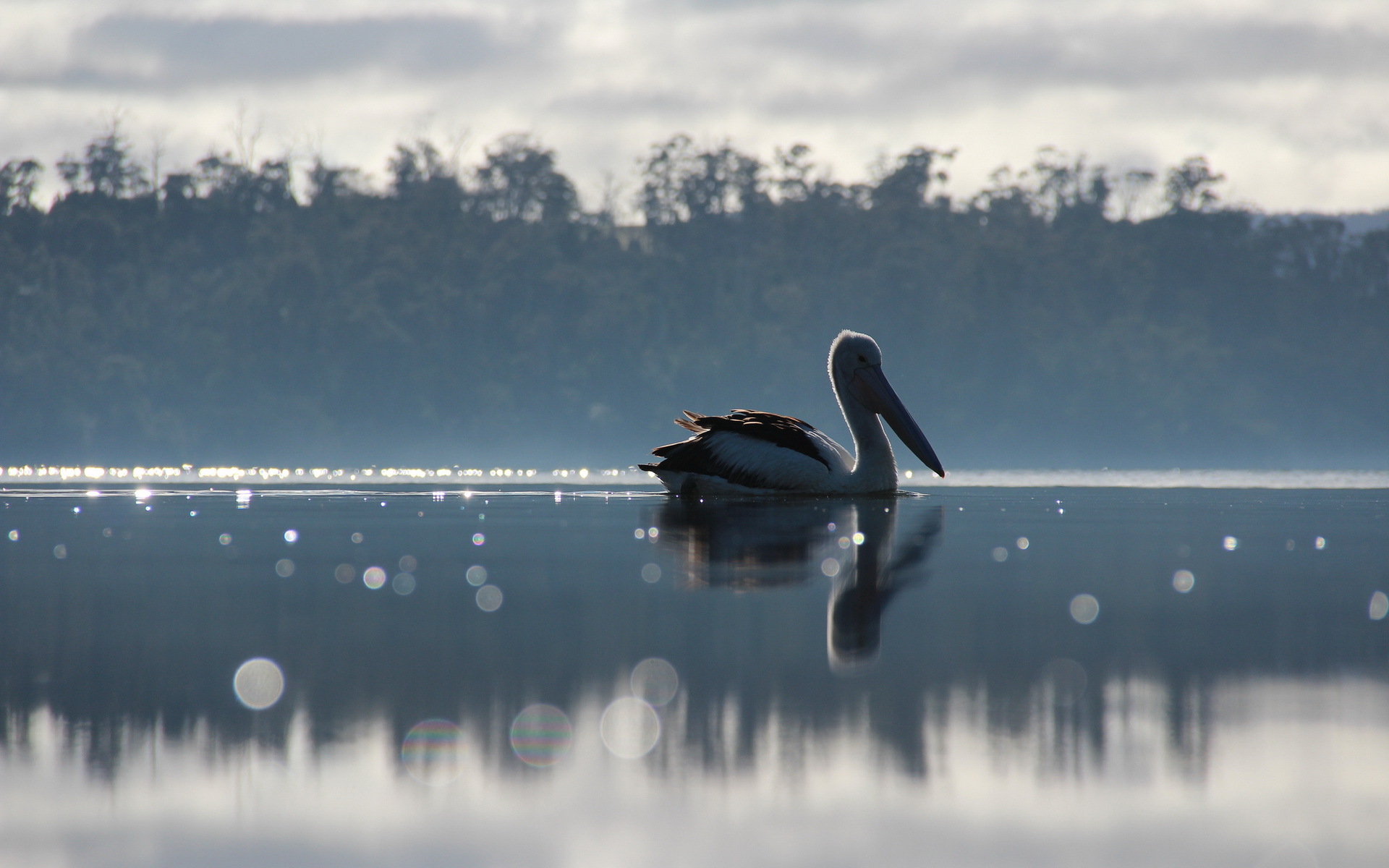 Animal Pelican HD Wallpaper