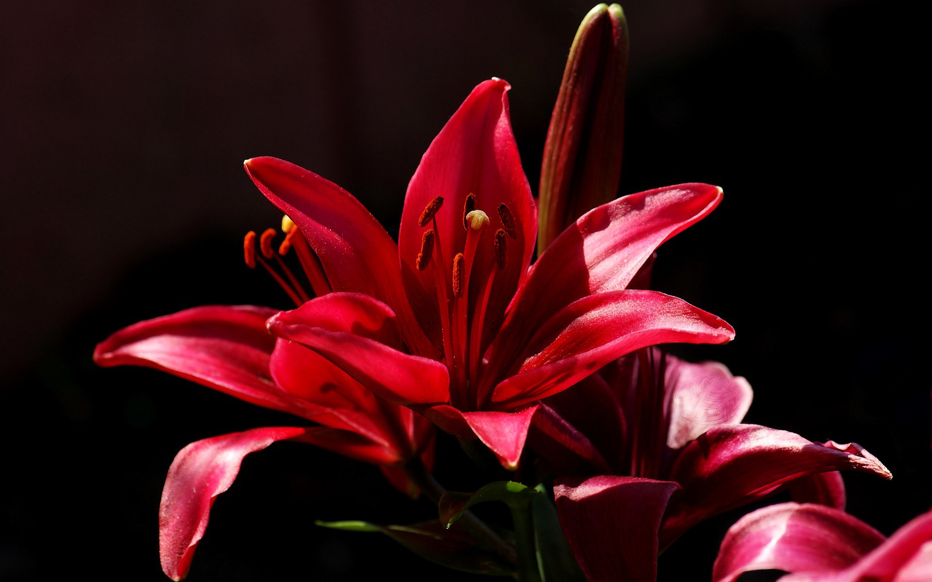 Red Flower On A Black Background Wallpaper And Image