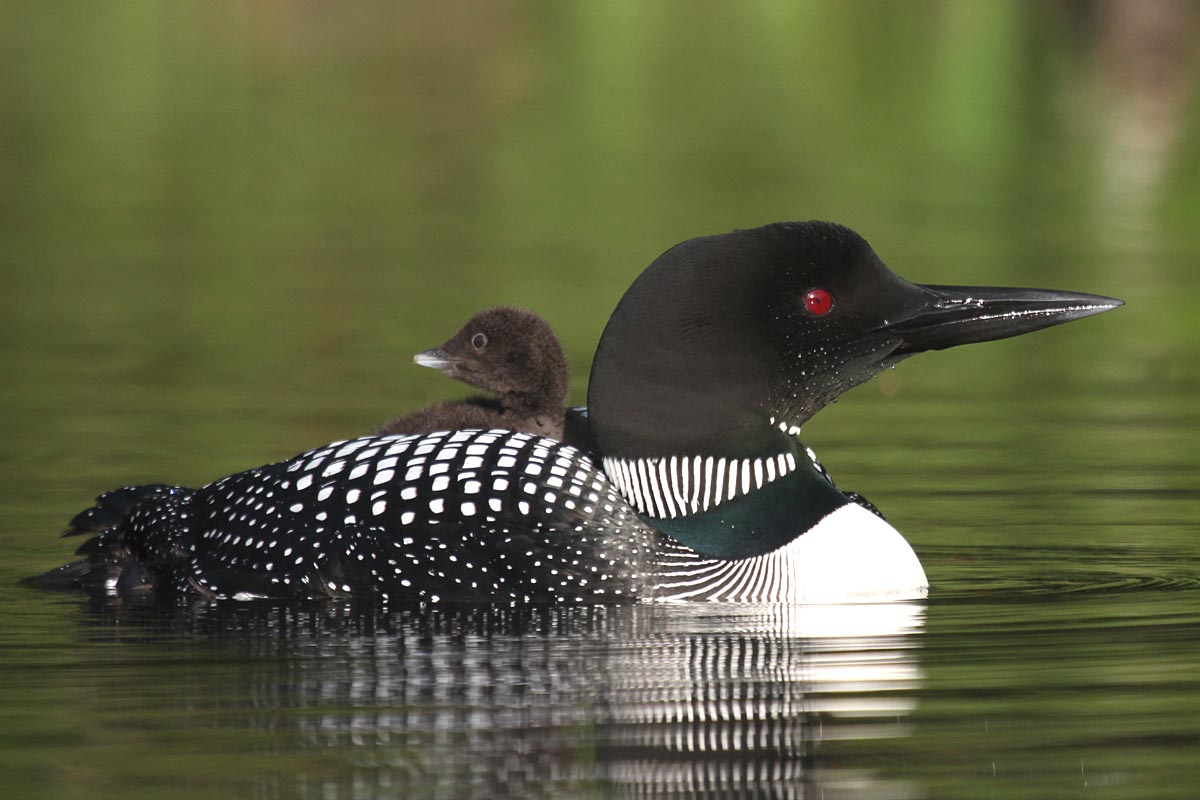 Great Northern Loon Naturally Curious With Mary Holland