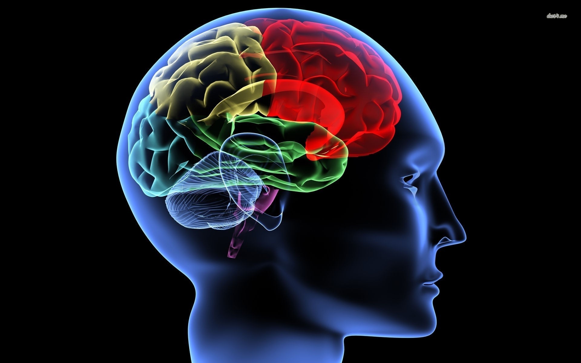 Human Brain Digital Art Wallpaper