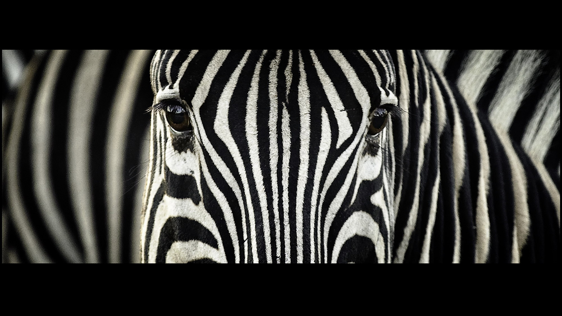 Zebra Puter Wallpaper Desktop Background Id